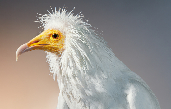 Flach-vulture
