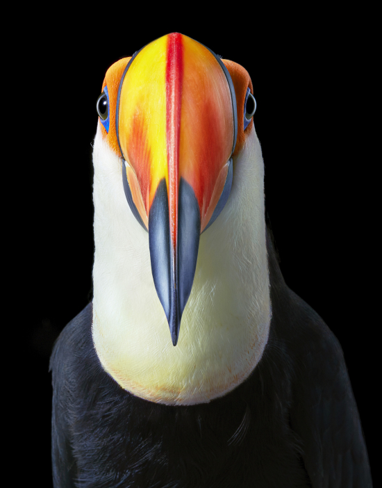Flach-tucan