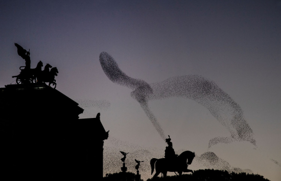 Rome-starlings