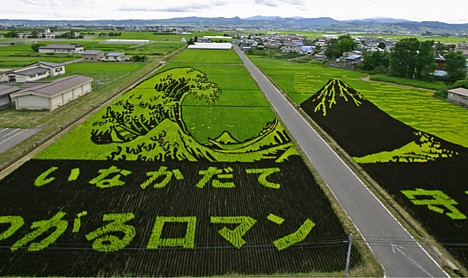 Rice_art1