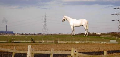 Stallion385_333818a Stallion385_333818a