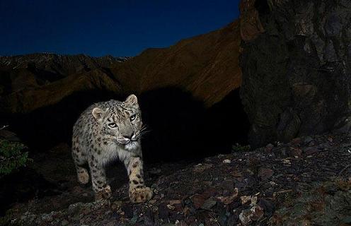 Snow-leopard_1295494i