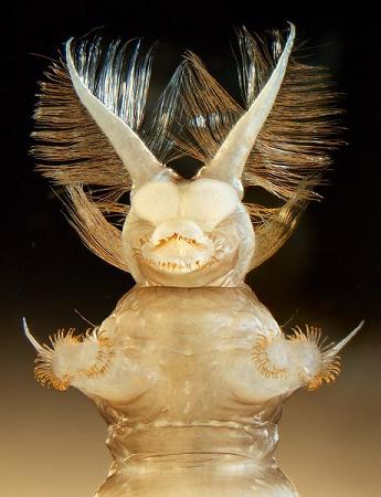 Image-22350-galleryV9-slug