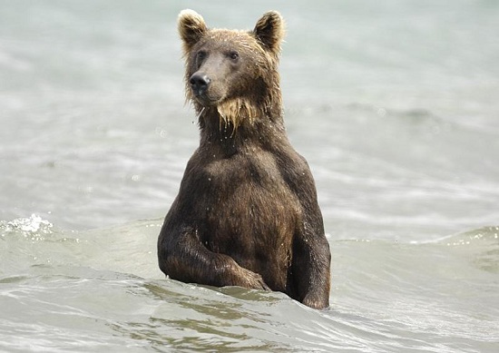 Kamchatbears00083gks