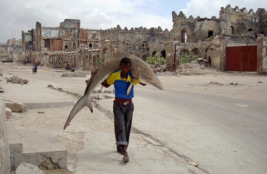 Sharksomalia53 Sharksomalia53