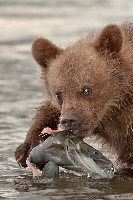 Kamchatkabear