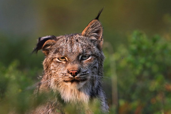 Lynx2011-