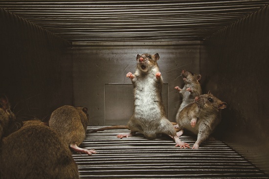 Rats-Vincent_J_Musi_POT