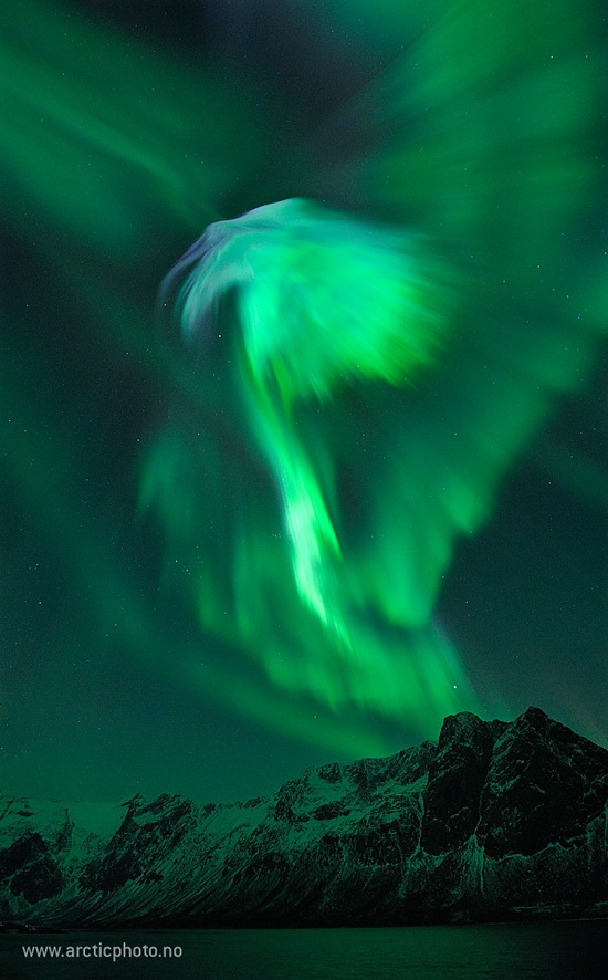 Eagleaurora_jorgensen_900 Eagleaurora_jorgensen_900