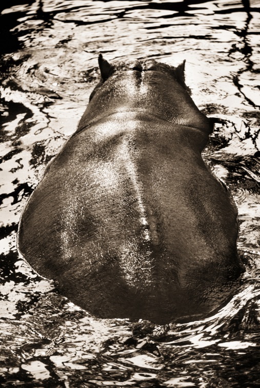 Hippo