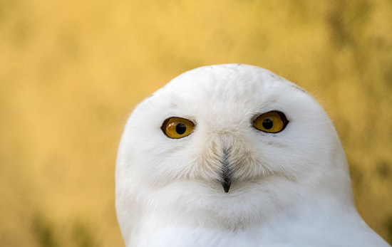 Snowy-owl2