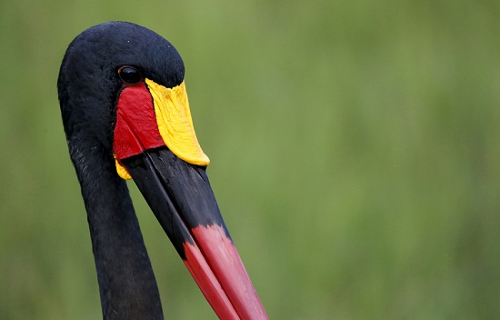 Saddle-billed-stork