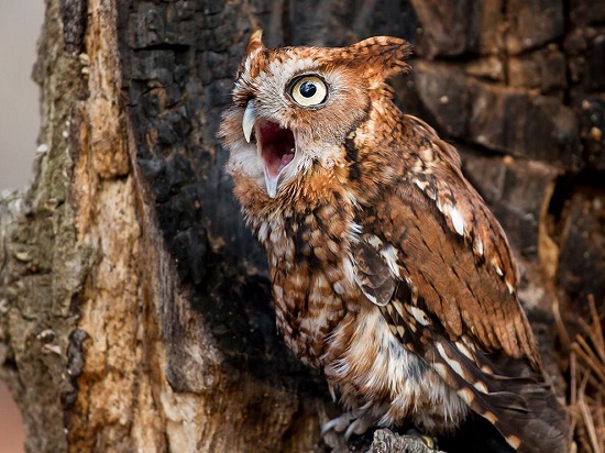 Carolina-screech-owl