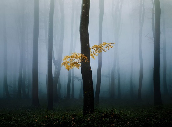 Yellow-tree
