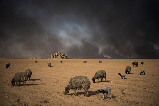 Mosul15