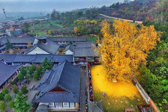 Ginko-final-1