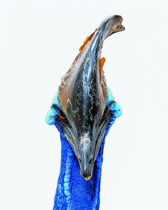 Cassowary