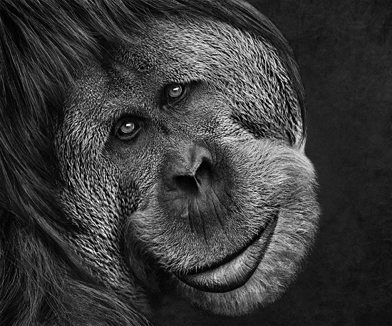 Orangutan1