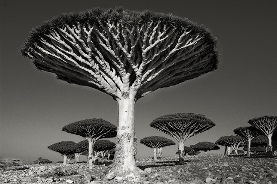 Diksom-Forest