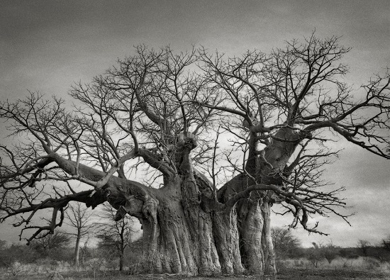 Bufflesdrift-Baobab