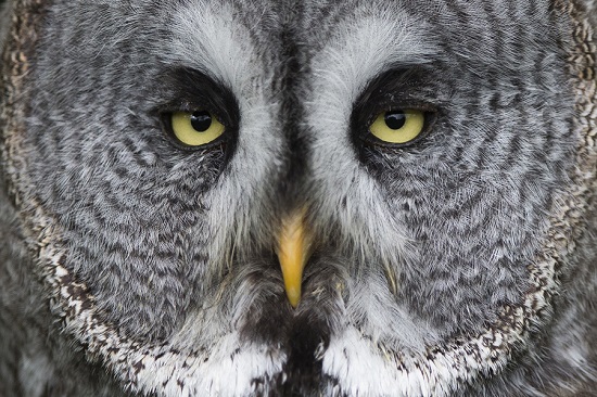 Owl22