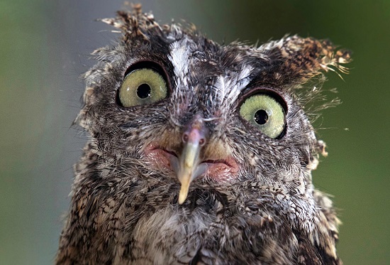 Owl7
