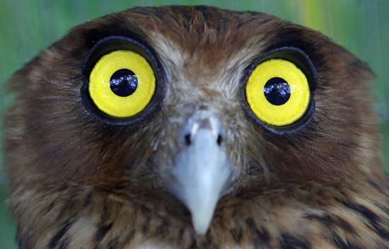 Owl27