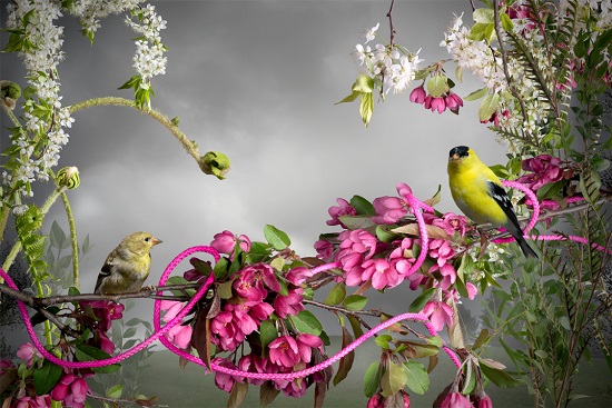 Jason-DeMarte-goldfinch-pink-cord