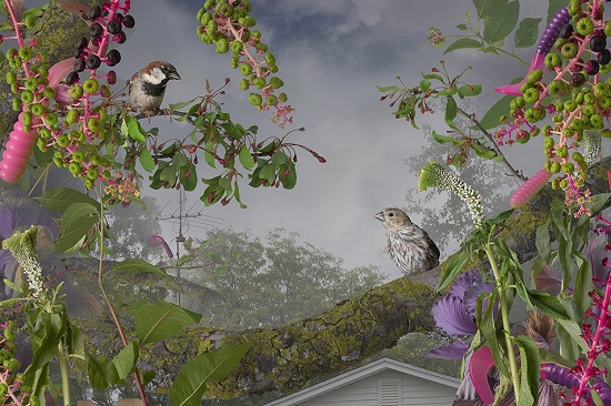 Jason-DeMarte-Wasserman-Projects-pokeberry-persuasion