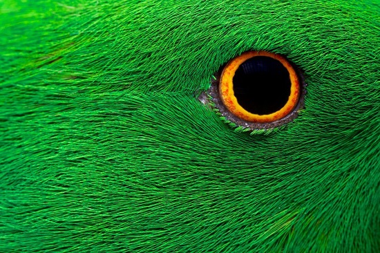 Parrot-eye