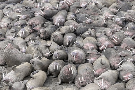 Walrus