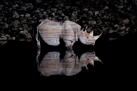 Black-rhino