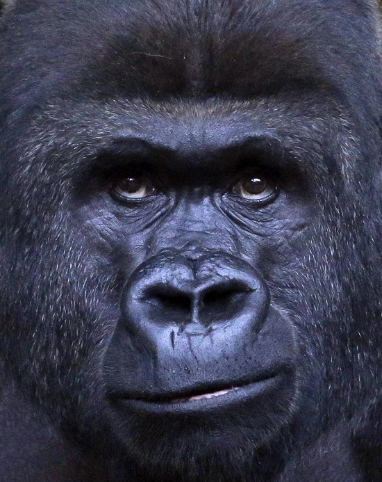 Gorilla