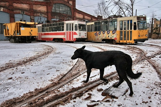 Alexander_petrosyan12