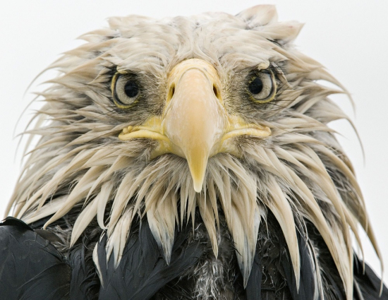 Wildlife-eagle