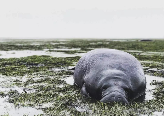 Manatee