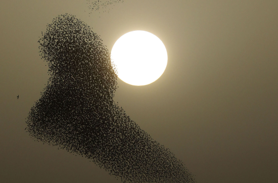 Starlings8