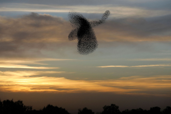 Starlings9