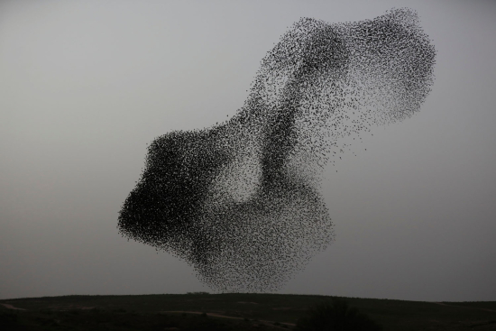 Starlings1