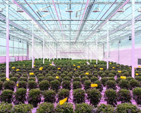 Alastair-philip-wiper3