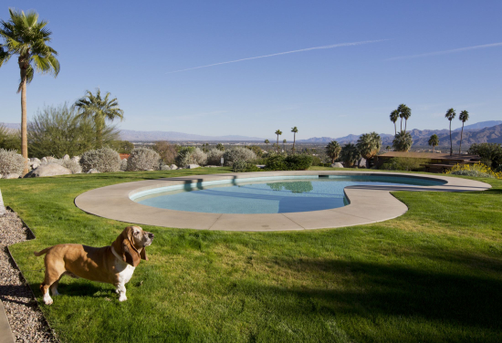 Pooch4