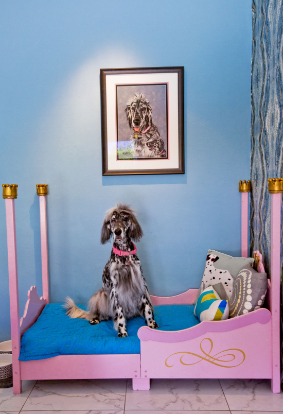 Pooch12