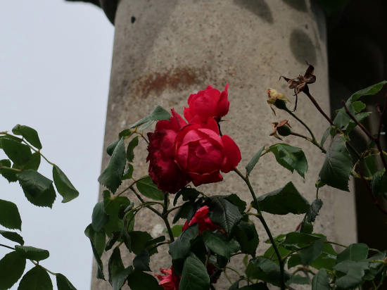 IMG_5184s