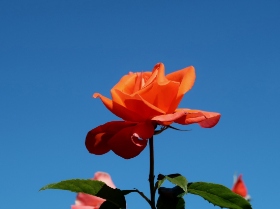 IMG_7606s