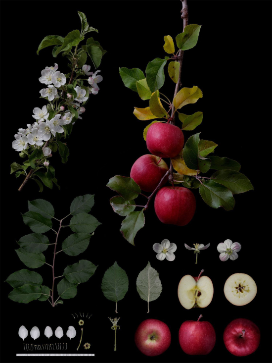 Fruit1