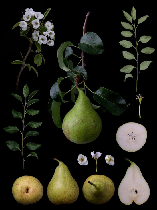 Fruit2