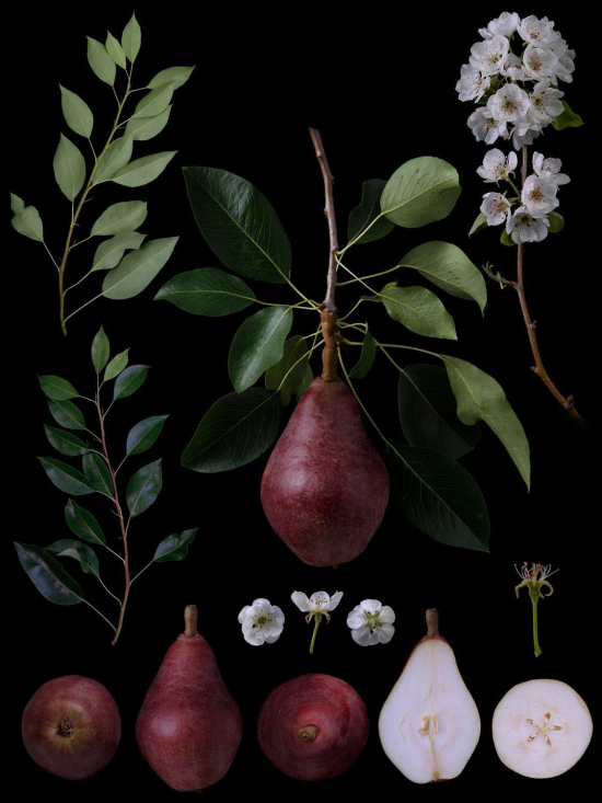 Fruit4