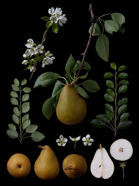 Fruit3