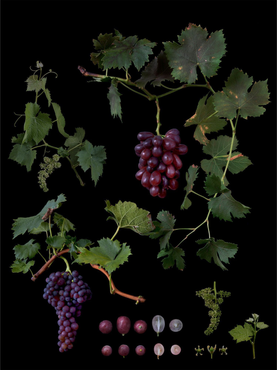 Fruit6