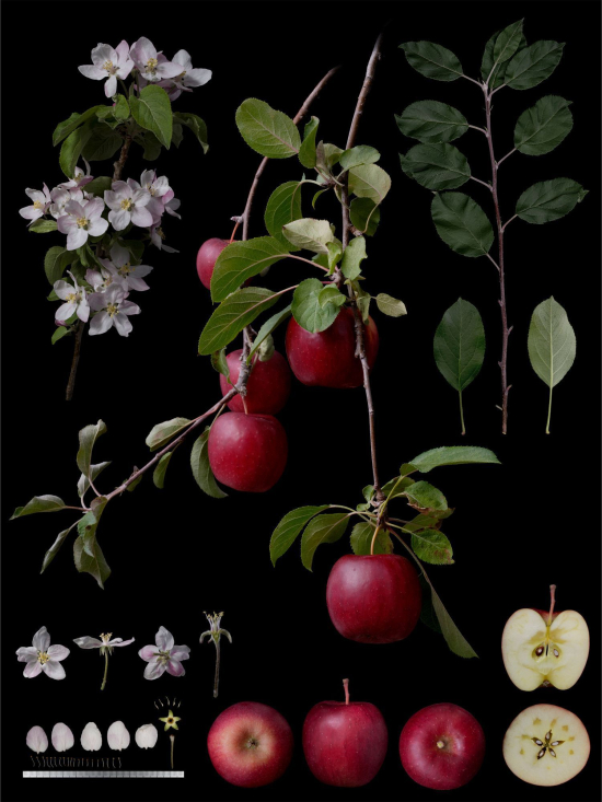 Fruit5